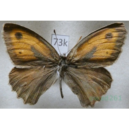 Hyponephele dysdora (Lederer, 1869) male Kyrgyzstan73k